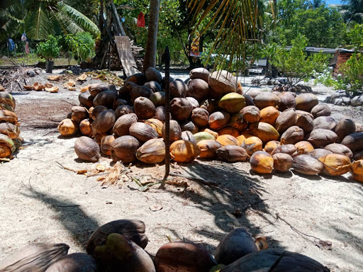 Kelapa Mersing